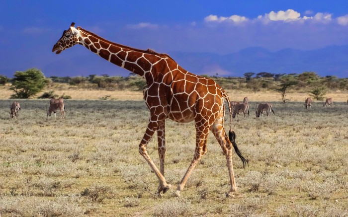 Kako su žirafe dobile duge vratove