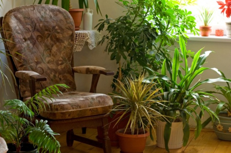 Biljke koje čiste zrak u vašem domu